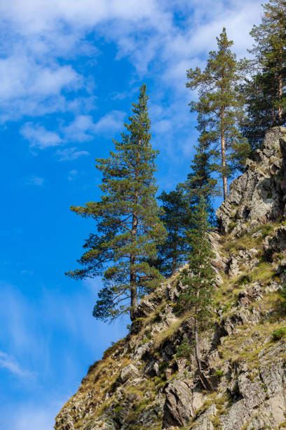 The forested mountains against the blue sky. landscape. Tusheti