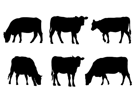 A group of female beef cow black silhouettes cut out on a white background.  These are Aberdeen Angus breed livestock.