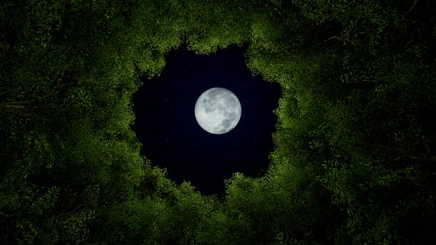 corone di alberi verdi con luna di notte, illustrazione 3d - luna piena foto e immagini stock