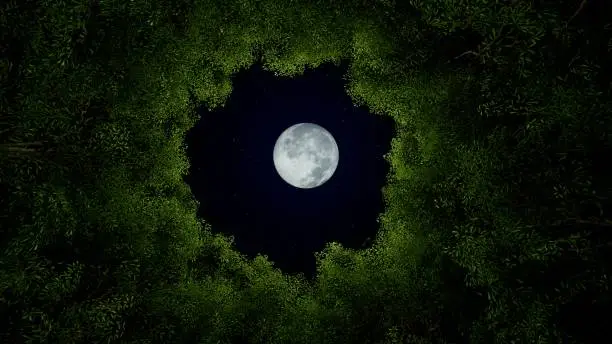 Photo of Green tree crowns with moon in night time, 3D illustration