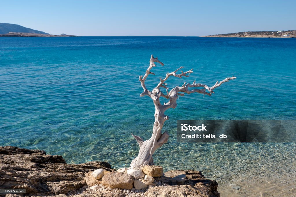 Lonely dry tree by the beautiful clear greek sea. Taken in Koufonisia island  Concept of solitude, isolation, Koufonissi island, a beautiful rocky coast. Landscape with a dead tree at the waters edge.Lesser Cyclades island group, Greece Abstract Stock Photo