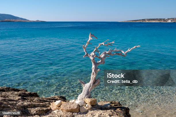 Lonely Dry Tree By The Beautiful Clear Greek Sea Taken In Koufonisia Island Concept Of Solitude Isolation Stock Photo - Download Image Now