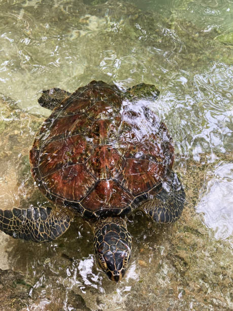 istock large turtles swim in the water 1368976168