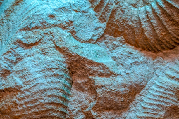 Ammonite is a fossilization of a squid enclosure, photographed here with macro lens in studio