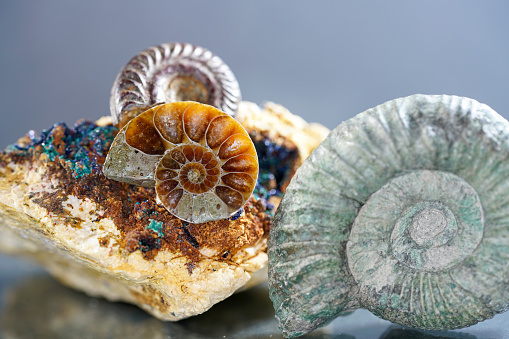 Ammonite is a fossilization of a squid enclosure, photographed here with macro lens in studio