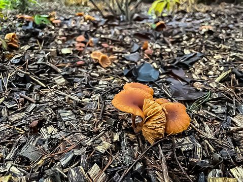 Mushrooms in a bed