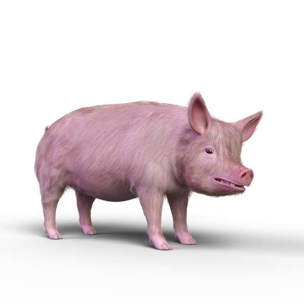 istock 3D rendering of a pig isolated on a white background. 1368979408