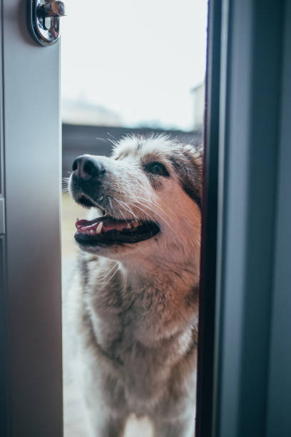 istock Alaskan Malamute on the doorstep 1368979811