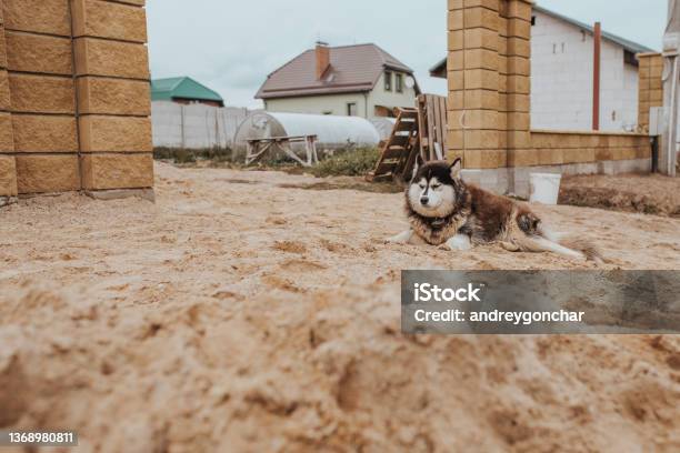 Alaskan Malamute Lies At The Gate Of The House Stock Photo - Download Image Now - Guard Dog, Husky Dog, Alaskan Culture