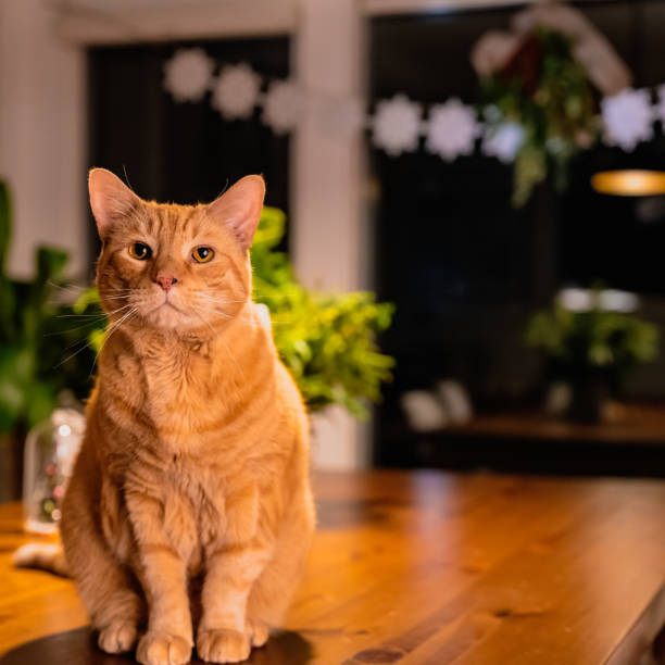 istock Mack the Cat Portrait 1368981058