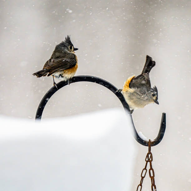 istock Closeup Birds in Snow 1368981081