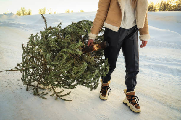 A woman drags an used Christmas tree to the dumpster. After Christmas. Snowy winter. Outdoors. Selective focus stock photo