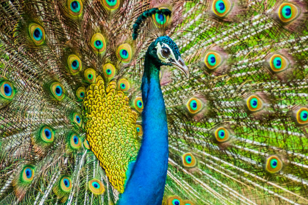 istock Indian Male Peacock 1368982114