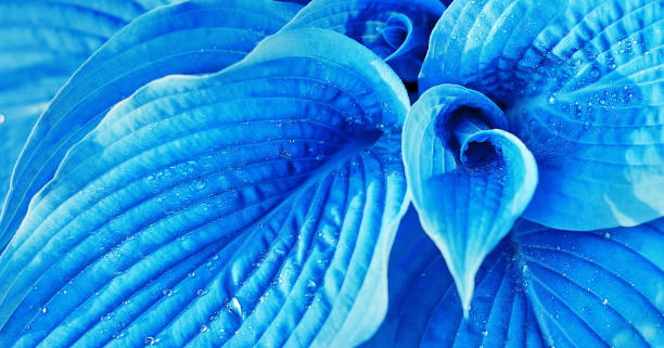 istock Leaves with water drops in blue tinting 1368982151