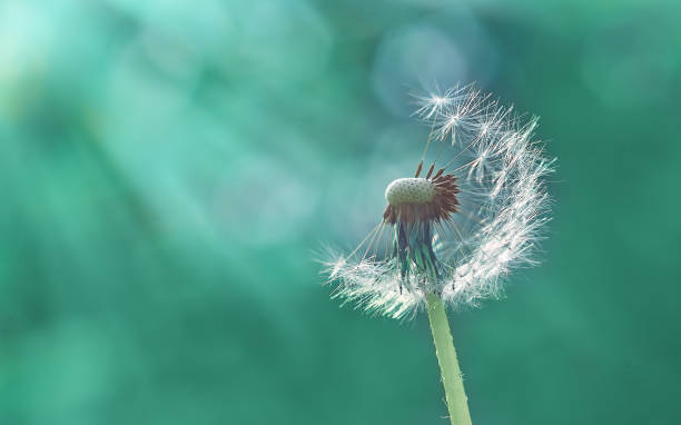 흐릿한 배경에 선택적 초점에 흩어진 씨앗민들레 - dandelion green 뉴스 사진 이미지