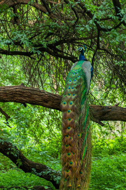 istock Indian Male Peacock 1368982325