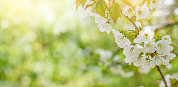 istock branch of a cherry tree with flowers. Spring background 1368982372