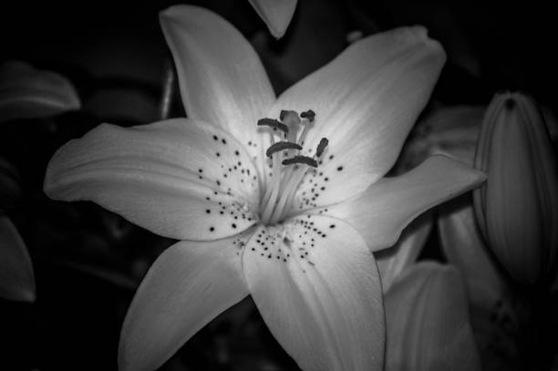 istock flores y plantas 1368983136