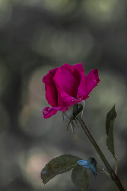 istock flores y plantas 1368983177
