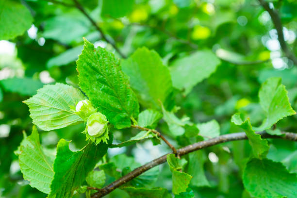 istock Young green hazel grow on a tree. Hazelnut tree branch with unripe nuts in green forest. Copy space. 1368983188