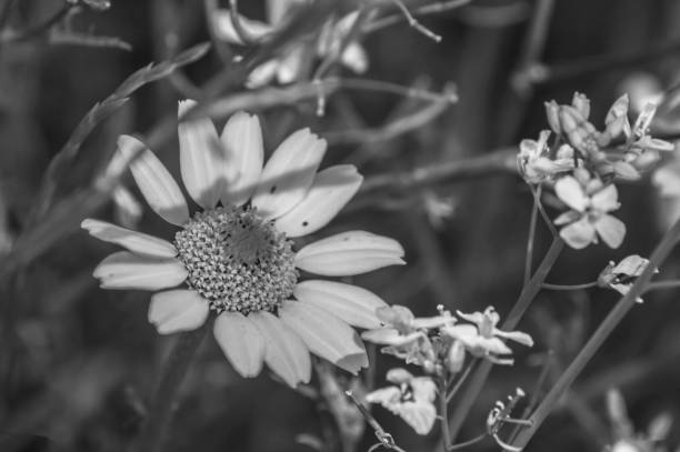 istock flores y plantas 1368983212