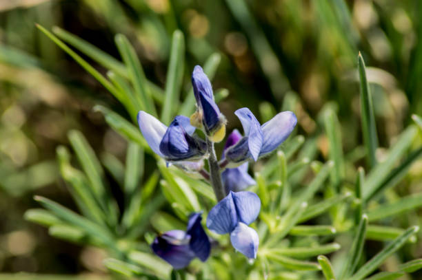 istock flores y plantas 1368983226