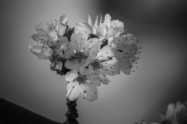 istock flores y plantas 1368983268