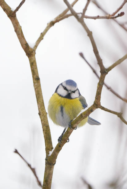 Blue tit sitting on a naked branch in February with visible snow flakes in the air.