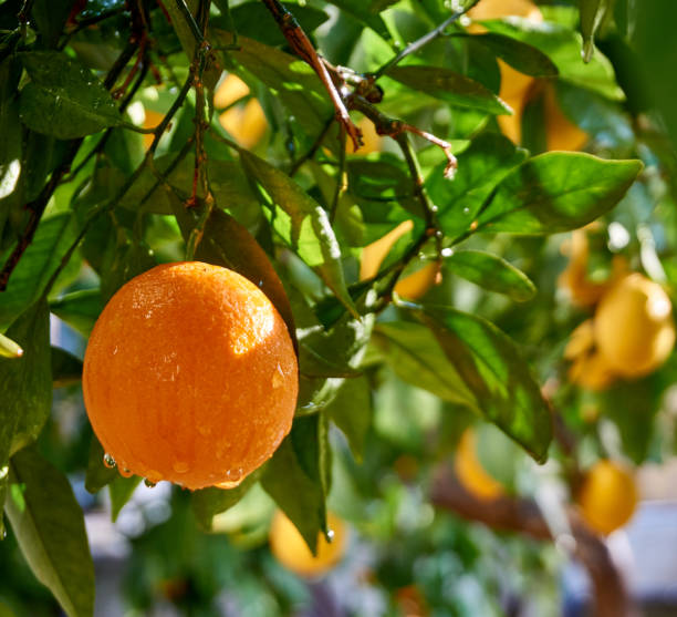 istock Fresh and organic oranges and leaves 1368983959