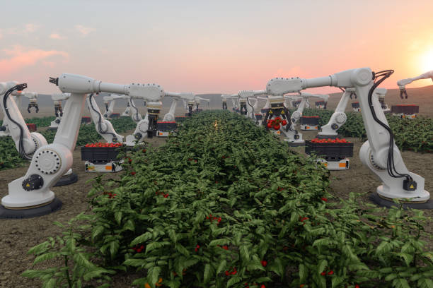 Modern Smart Farming With Robots Harvesting Vegetables In The Farm