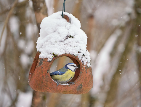 Blue tit on a terracotta bird feeder with lots of snow.