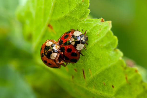 istock Copulating ladybugs or ladybirds or ladybeetles 1368987015