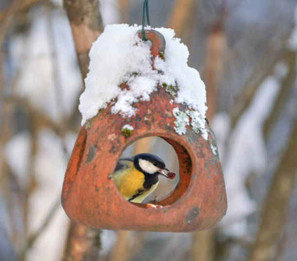 istock Great tit with a peanut in its beak, Oslo Norway 1368987085