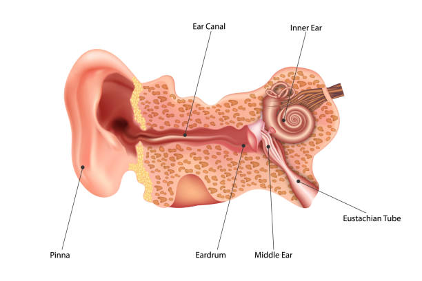 ilustraciones, imágenes clip art, dibujos animados e iconos de stock de anatomía del oído. sección frontal a través del oído externo, medio e interno derecho. ilustración vectorial. - human artery audio