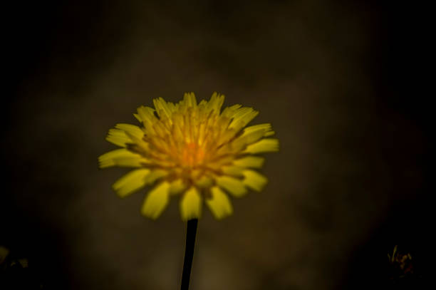 istock flowers and plants in nature 1368987854