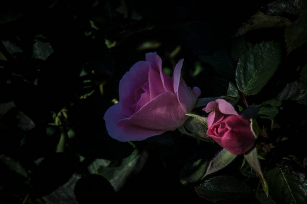 istock flowers and plants in nature 1368988015