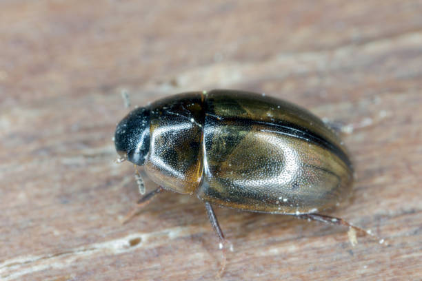 istock Water Beetle (Hydrophilidae) On A Wooden Board. Macro. Close-Up. 1368989651