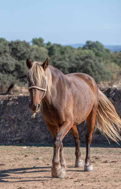 istock Caramel coloured gaited horse 1368989684