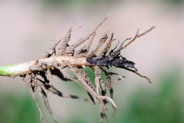 foot rot (fusarium solani) na base de tronco de feijão largo (vicia faba). - broad bean bean agriculture nature - fotografias e filmes do acervo