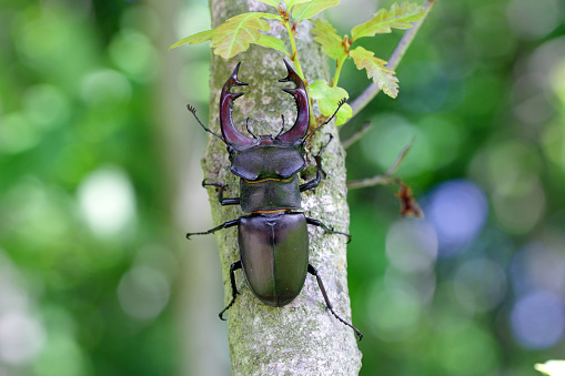 Closeup of a male of the European stag beetle, Lucanus servus. On the trunk of an oak tree.