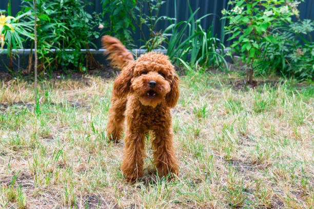 istock Red poodle on the lawn. Home pet. 1368990951
