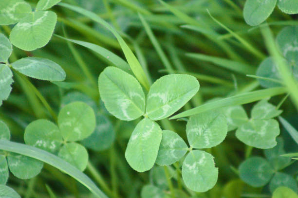 White clover green leaves closeup view with selective focus on foreground