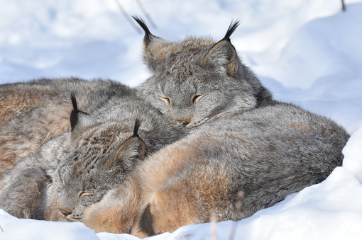 Two beautiful lynx
