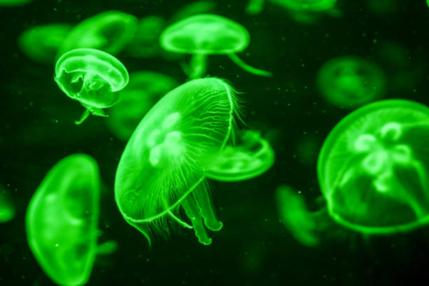 istock Jellyfish Dangerous Poisonous Medusa 1368992464