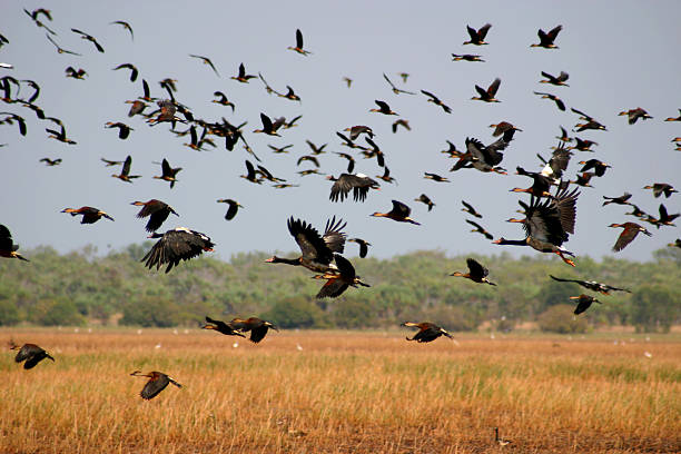 migration - kakadu photos et images de collection