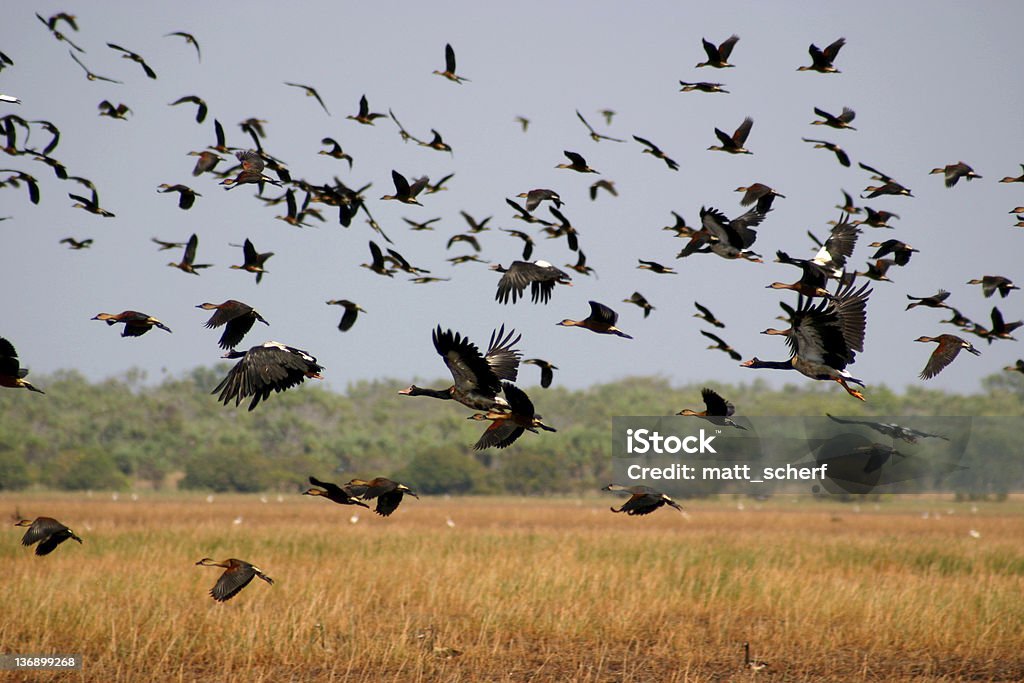 A migração - Royalty-free Kakadu Foto de stock