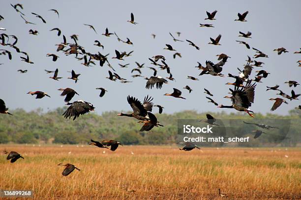 Foto de Migração e mais fotos de stock de Kakadu - Kakadu, Migração de animais, Pássaro