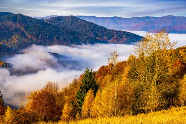 istock Giant valley surrounded by forestry mountains in highland 1368993183
