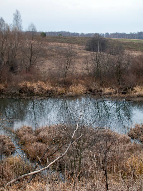 istock the bank of a small forest river on a cloudy day 1368994012
