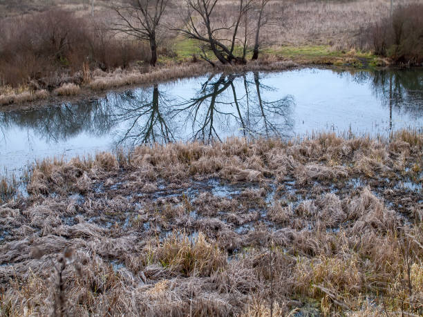 istock the bank of a small forest river on a cloudy day 1368994065